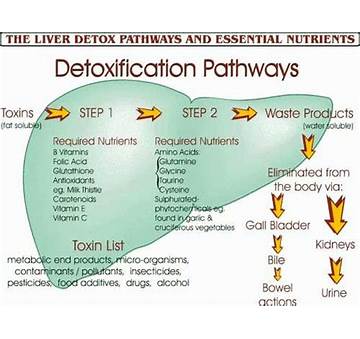 Supporting Liver Detoxification